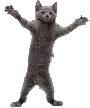 cat-dancing.webp