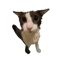 soggy-cat-shark.webp