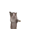 transparent-cat.webp